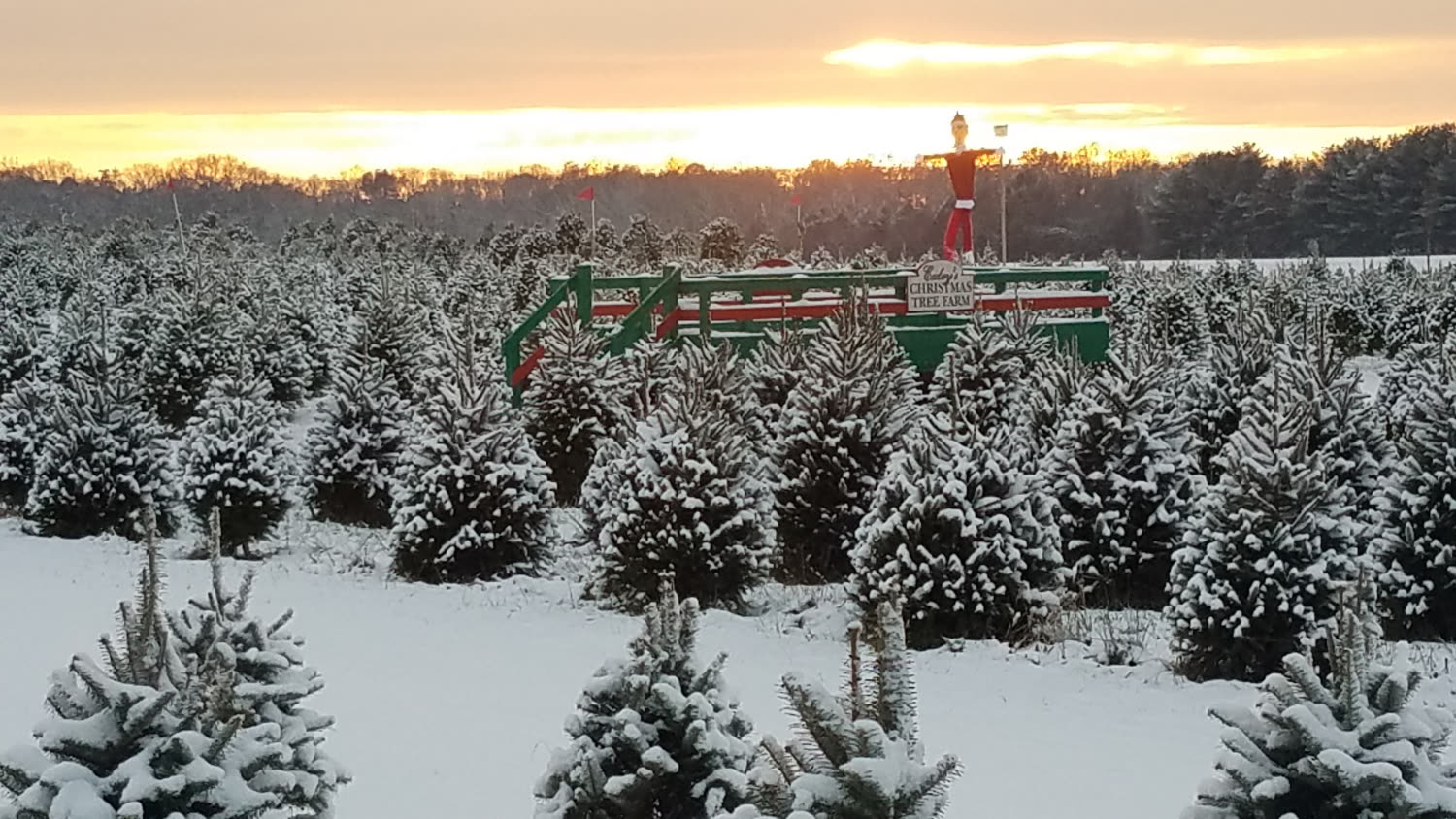 Rows of snow-covered Christmas trees at sunset at Exley's