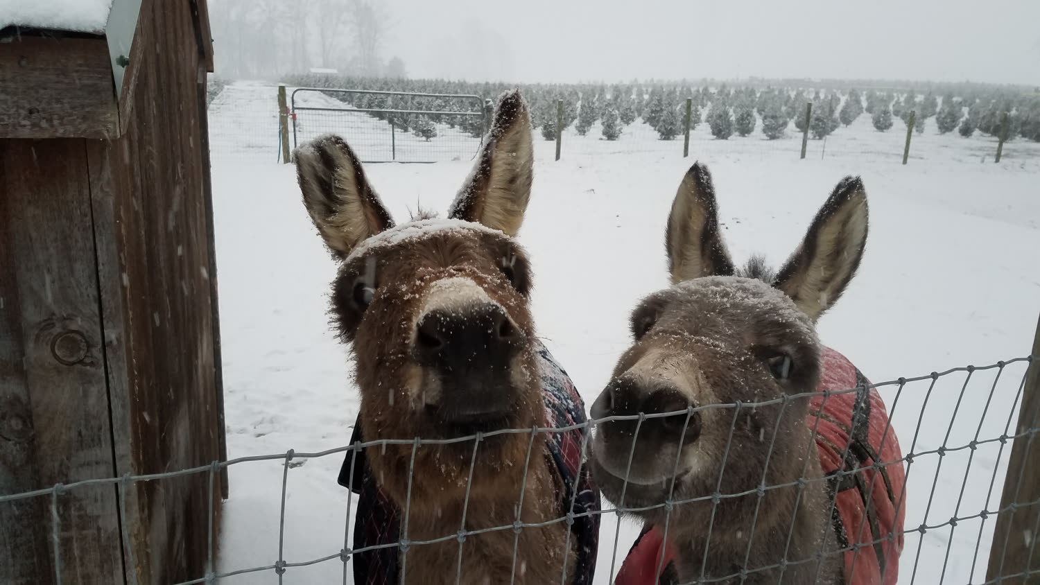 Two donkeys in plaid blankets looking over the fence in the snow
