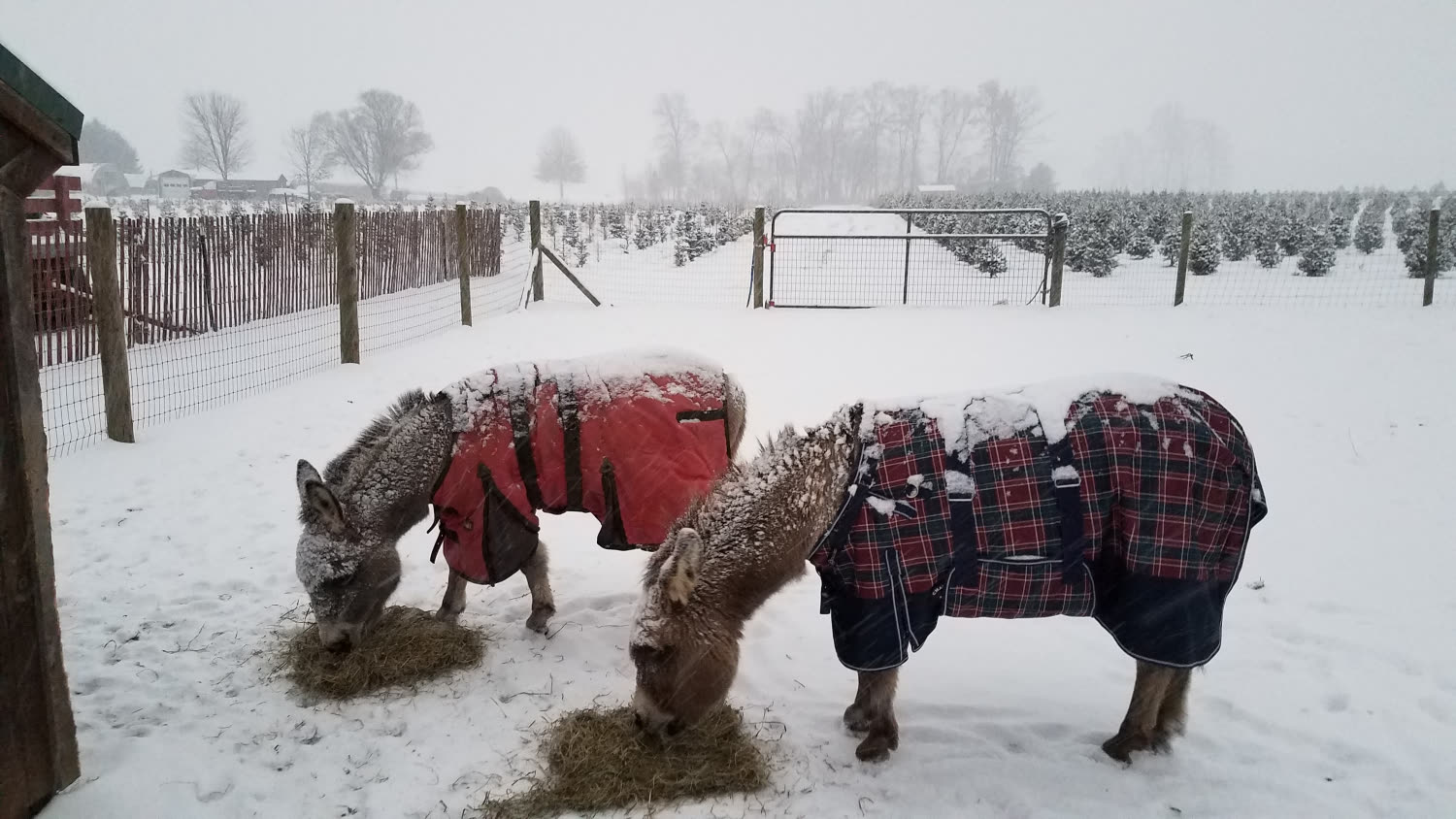 The donkeys eating hay in the snowy paddock in their blankets