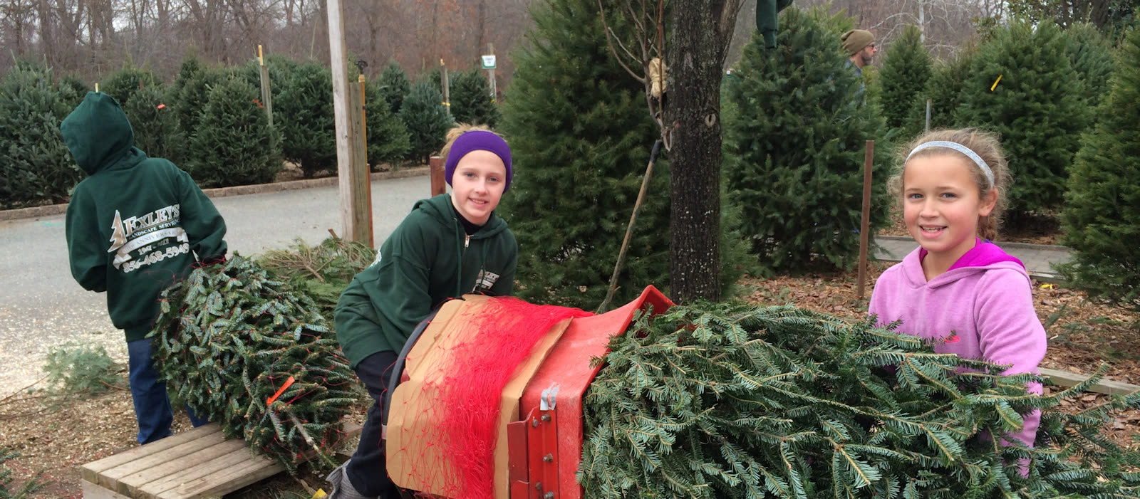 Kids dragging a freshly cut Christmas tree on a sled
