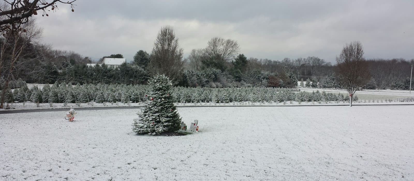 A single snow-dusted Christmas tree in an open field